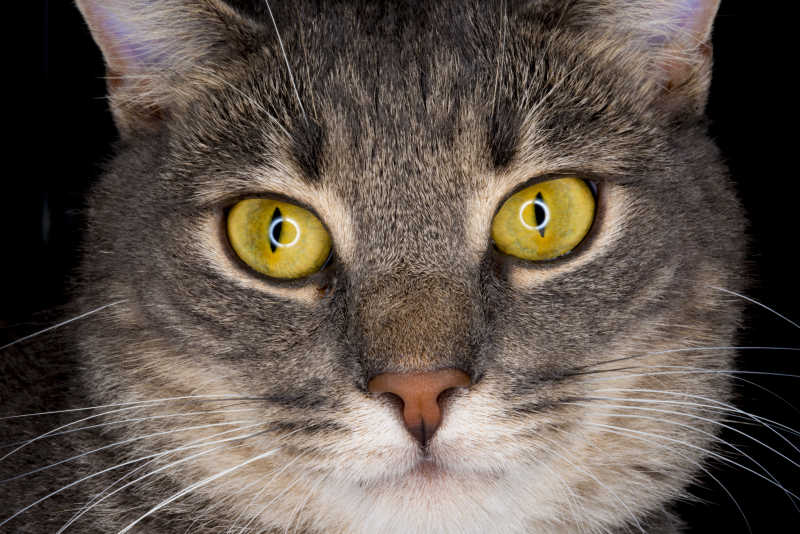 猫脸特写的眼睛