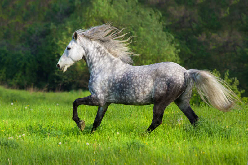 绿色的草地上美丽的灰色种马