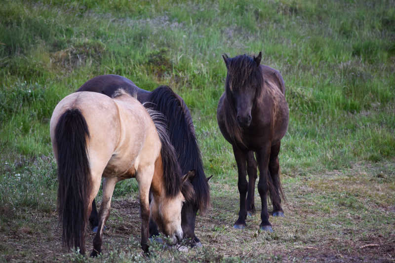 草地上的三匹正在吃草的马