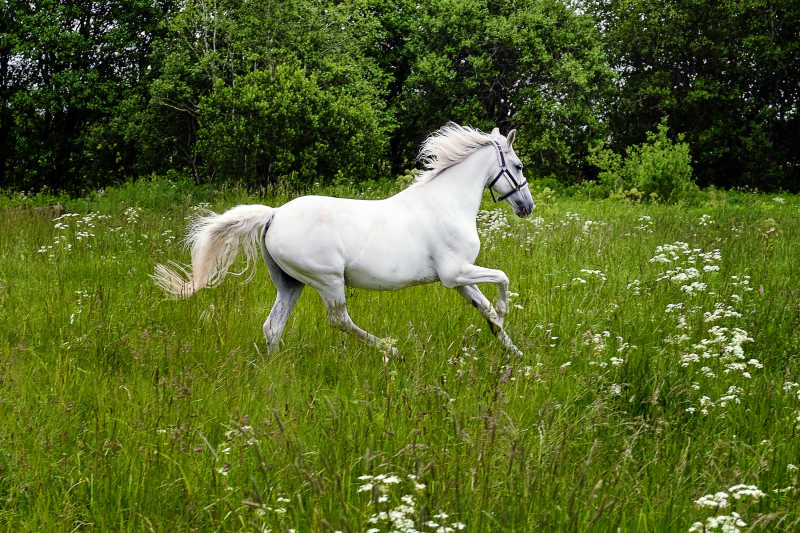 在草地里优美的白马