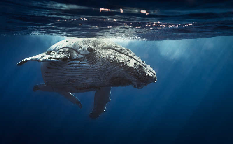 海里的座头鲸