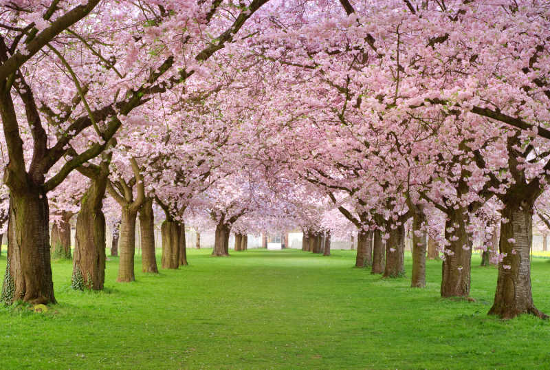 草地上的樱花树特写