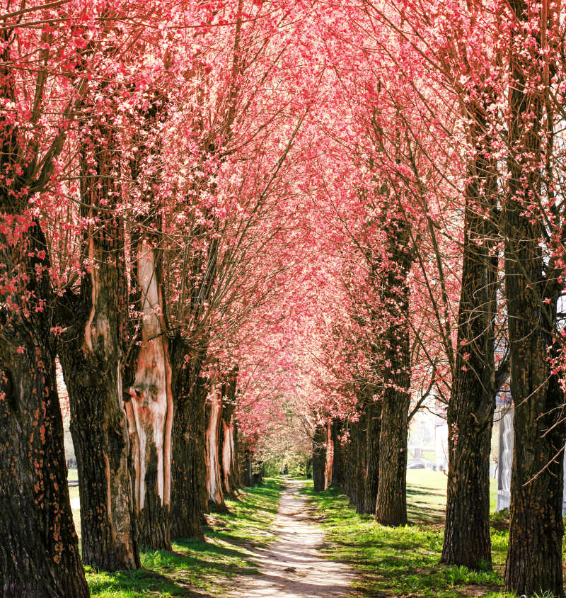 路边两排开满粉色花的樱花树