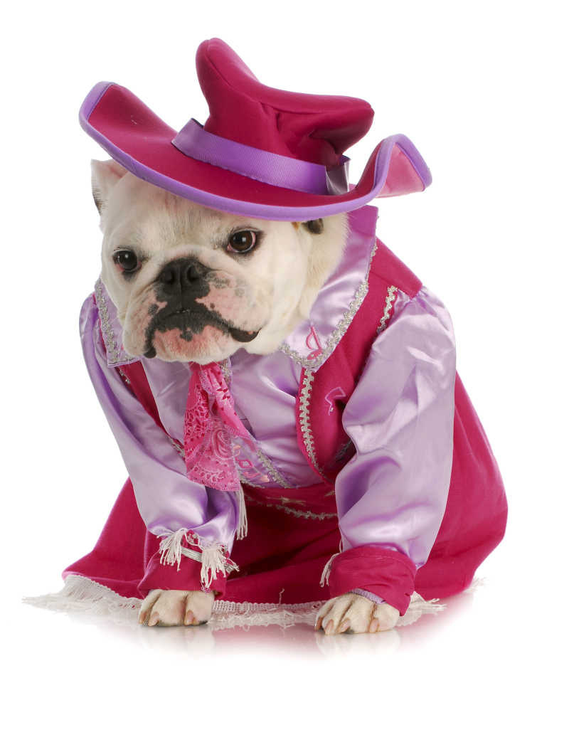英国牛头犬穿着粉紫色小裙子
