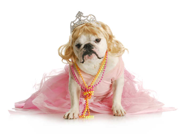 穿着粉色公主裙的斗牛犬