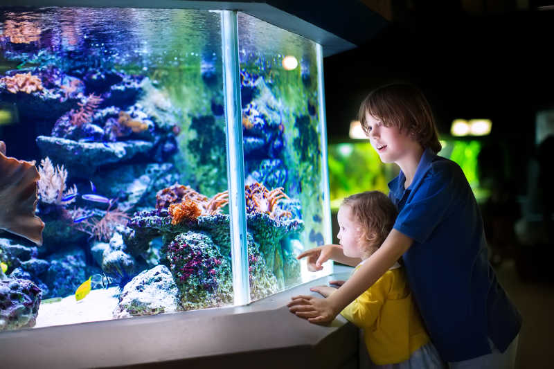 快乐的男孩和他可爱的蹒跚学步的妹妹看着水族馆里的鱼