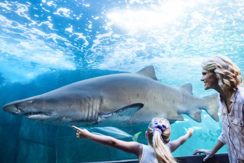 兴奋的女孩用手在水族箱里测量鲨鱼