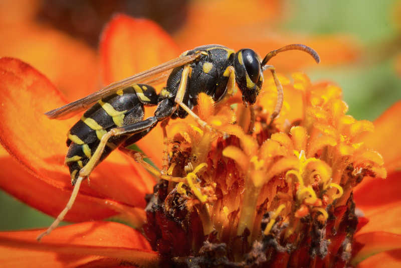 采集花粉和花蜜的黄蜂特写