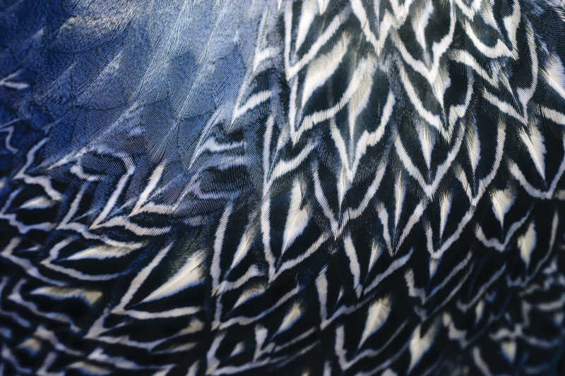 羽毛纹理背景图案