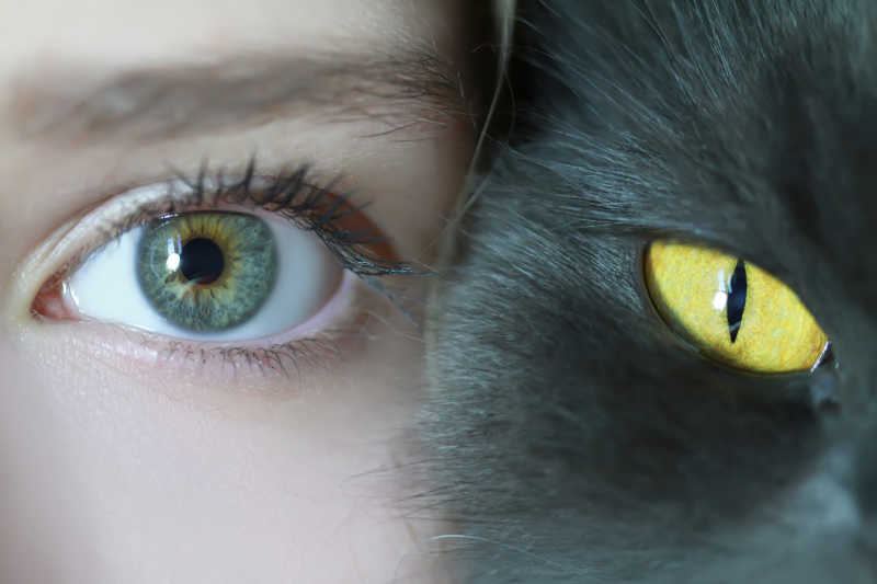 人类和猫的眼睛特写