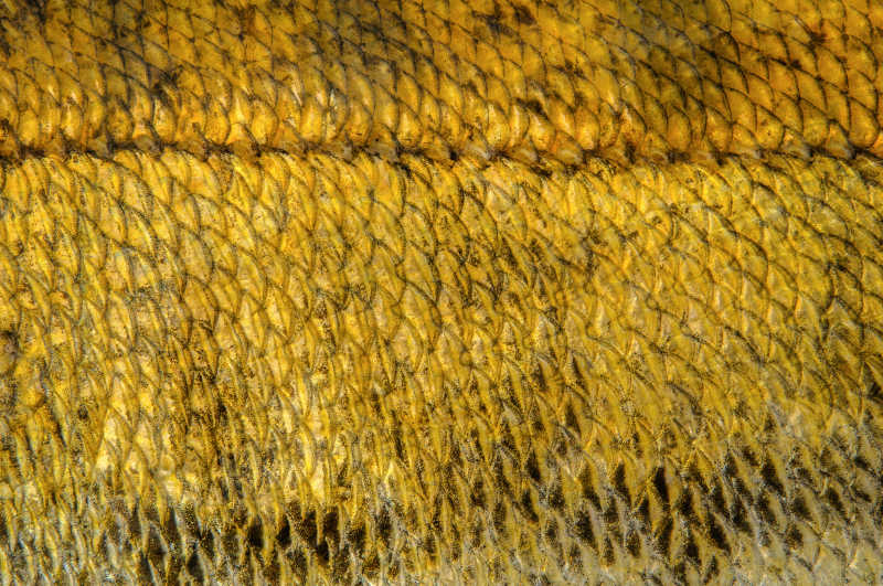 黄色的鱼鳞纹理特写