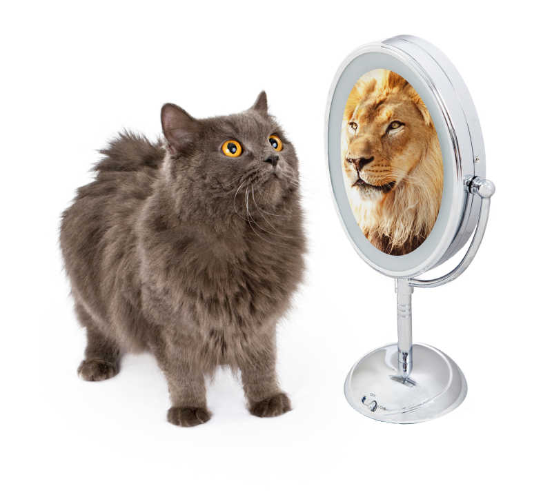 一只猫对着镜子看到一只大狮子的倒影