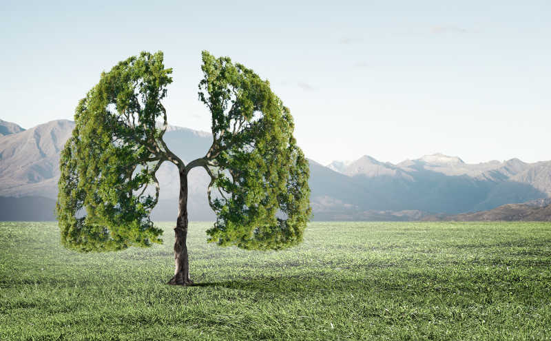 形似人肺的绿树的概念形象