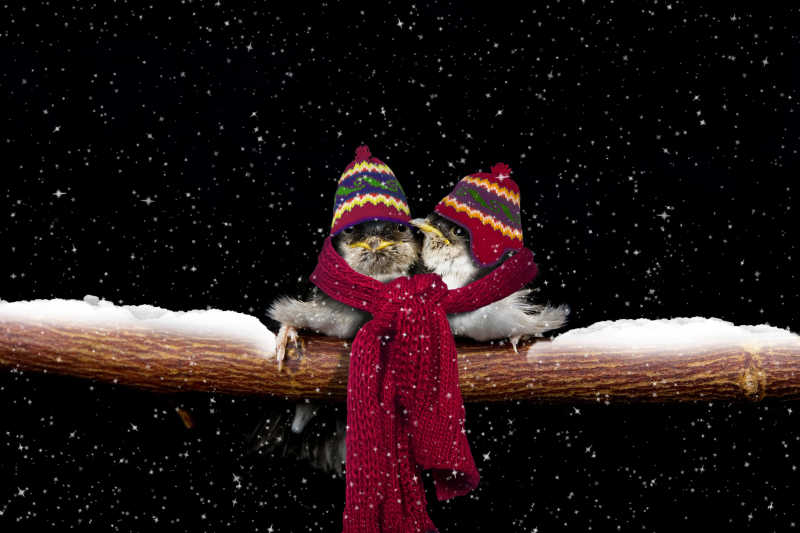 两只小鸟在雪地里互相温暖