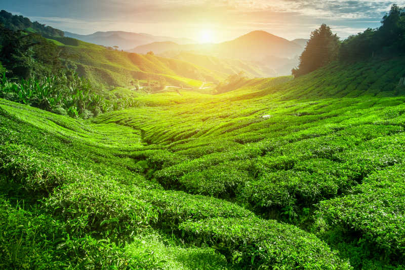 阳光下风景优美的绿色茶园