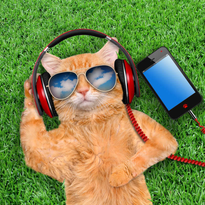 躺在草地上听音乐的猫
