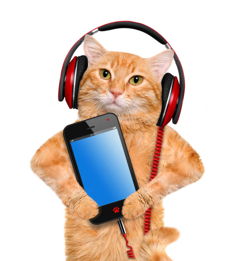 带着耳机听音乐的猫咪