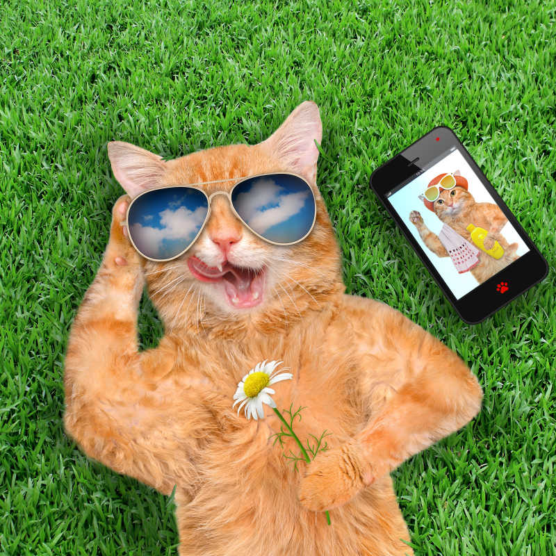 草地上带着墨镜的猫