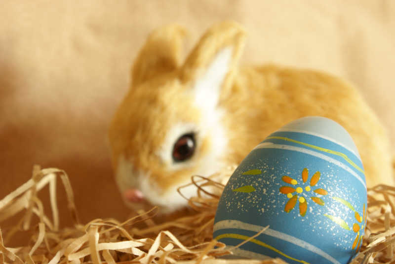 一个复活节彩蛋和兔子的特写镜头