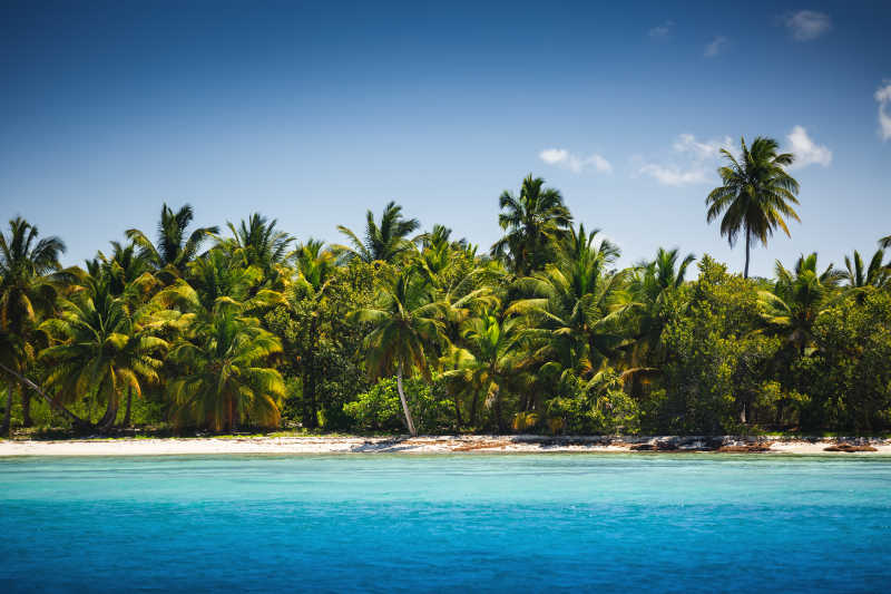 蓝天下的热带海滩和棕榈树景观