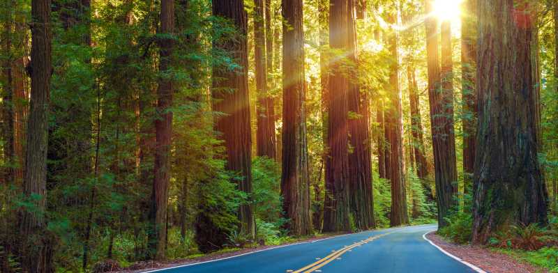 阳光明媚的红杉间的公路