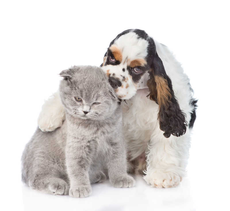 可卡犬的小狗拥抱和舔可爱的灰色猫猫咪