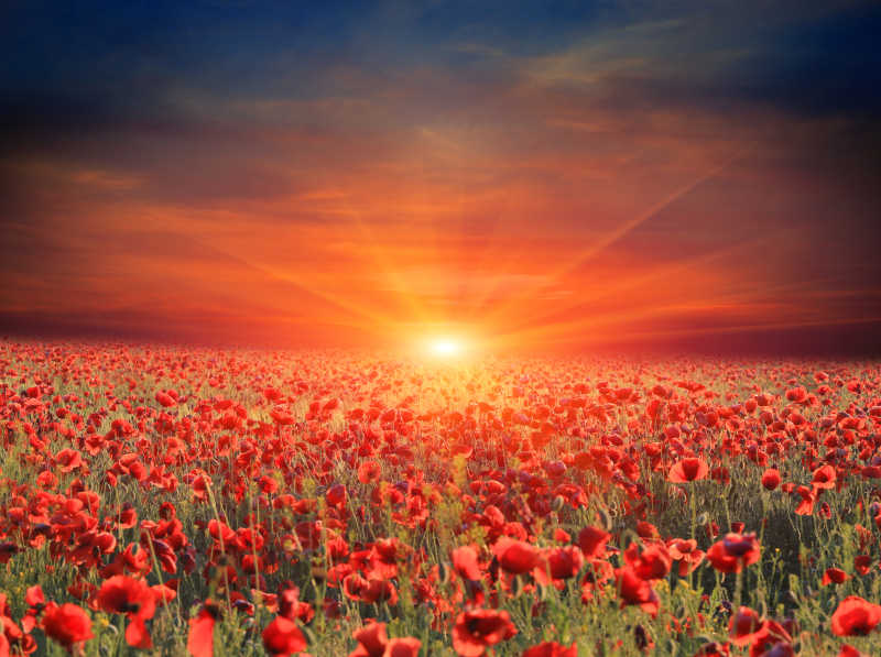 与红色罂粟花连城一片的日出太阳特写