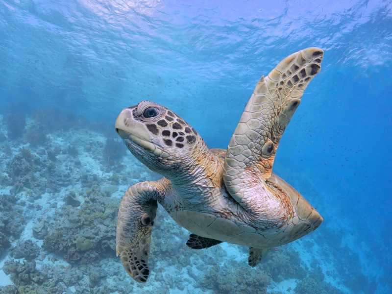 海底游泳严肃的海龟