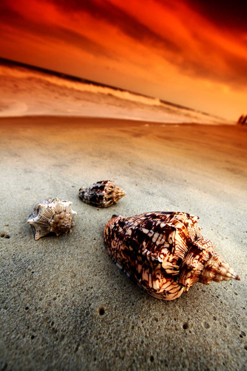 落日下沙滩上的贝壳