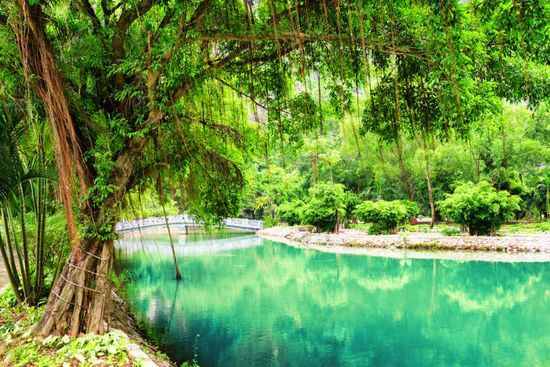碧绿的池塘和旁边的热带景观树木