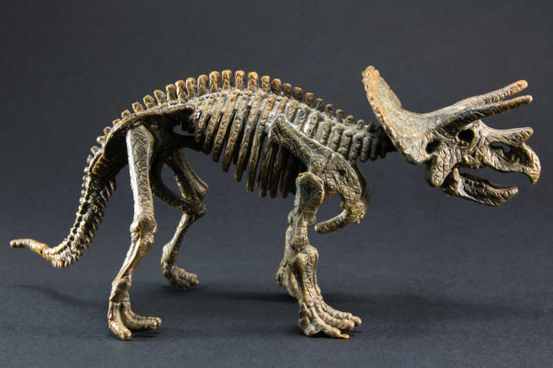 三角恐龙化石恐龙骨架模型玩具