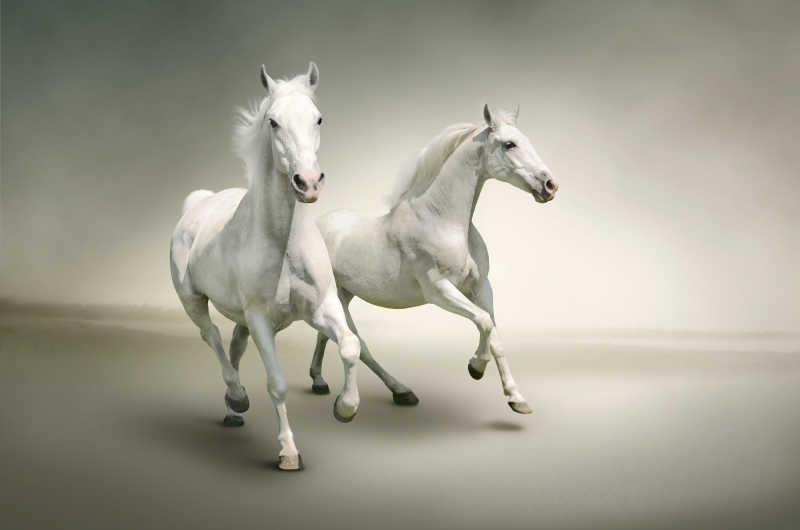 白色背景下的两匹白马