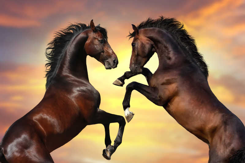 两匹对着天空抬起前蹄的马