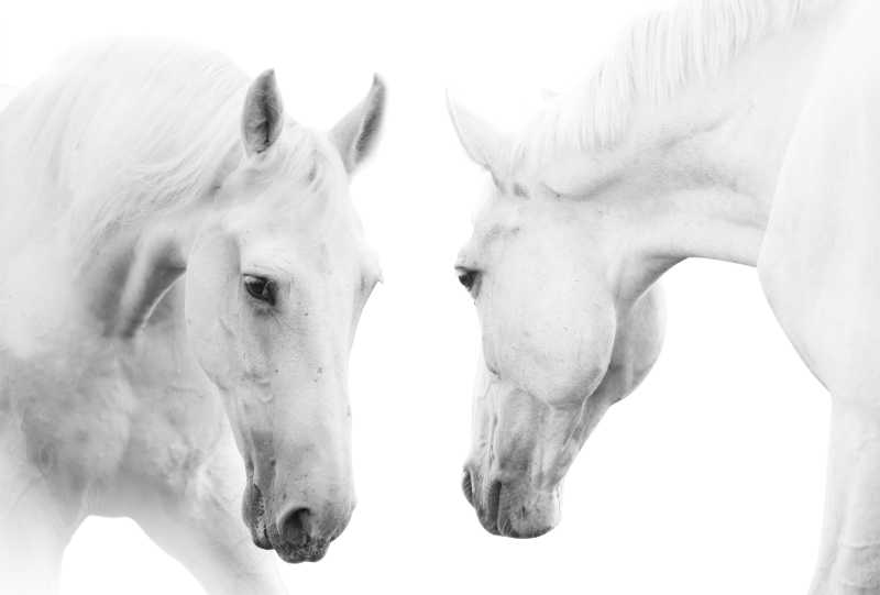 两头白色的马