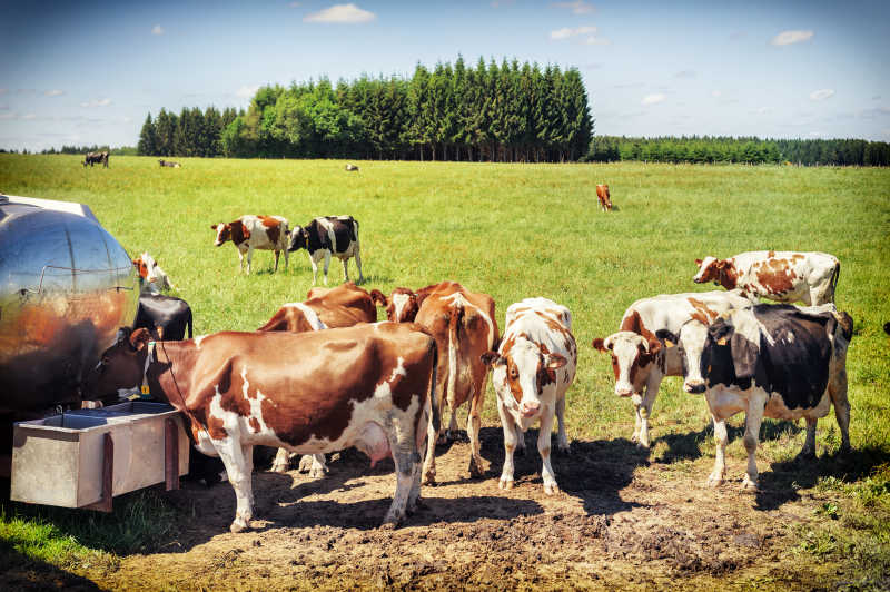 草地上喝水的牛群