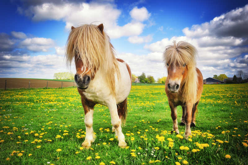 绿草地上的两头矮种马