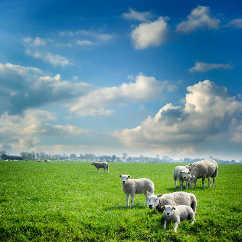 蓝天下的草地上有着一群羊