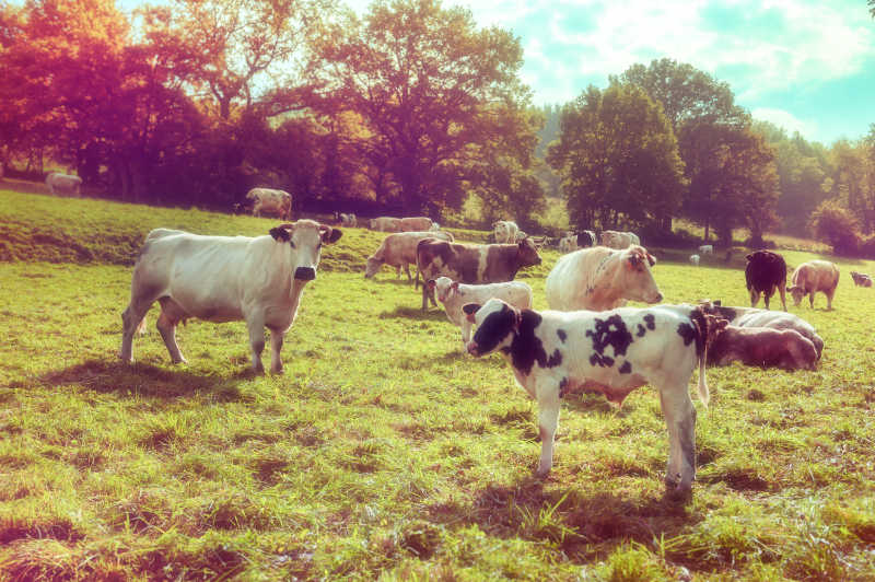 户外草地上的各种牛