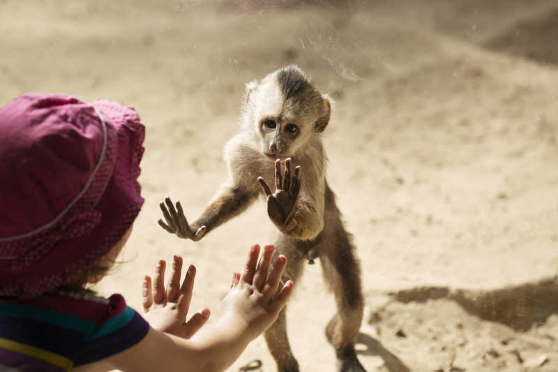 和猴子玩耍的女孩子