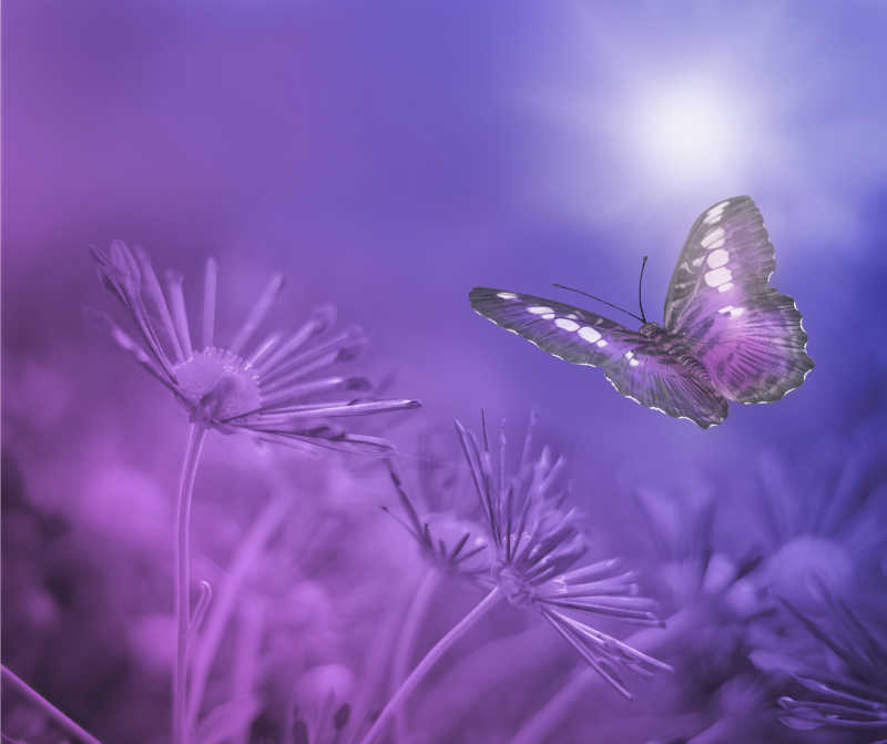 紫色背景下的蝴蝶特写