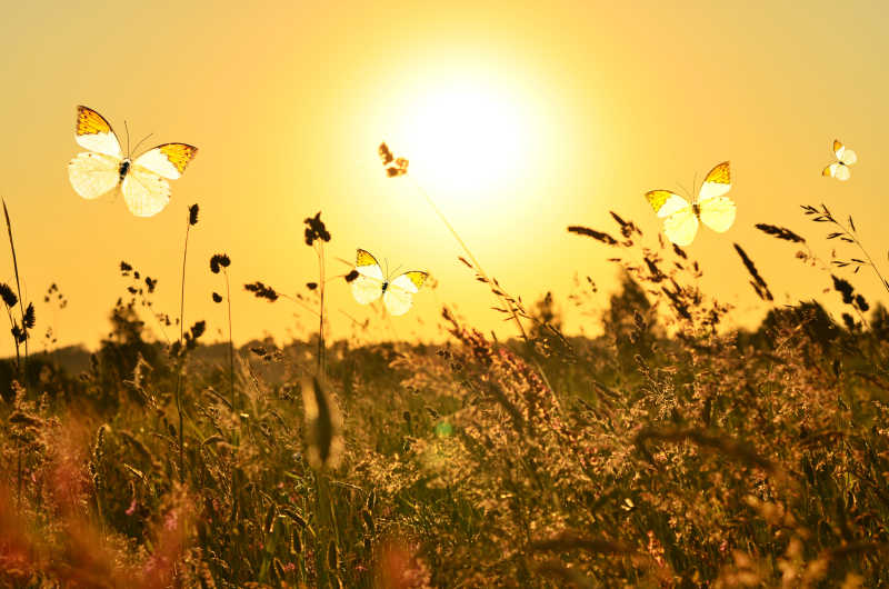 夏季阳光下的蝴蝶和草甸