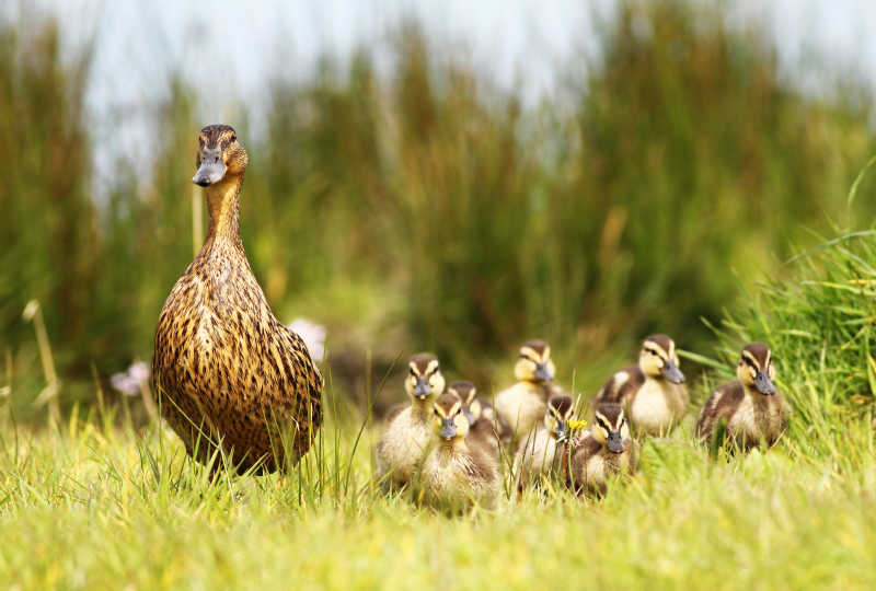 草坪上鸭妈妈和一群小鸭子