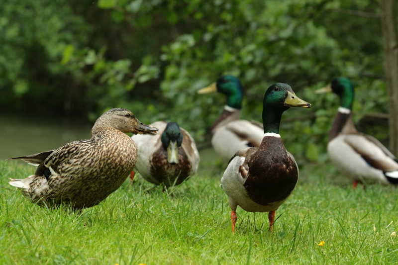 草坪上的野鸭和绿头鸭