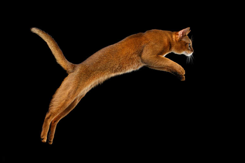 跳跃的猫咪