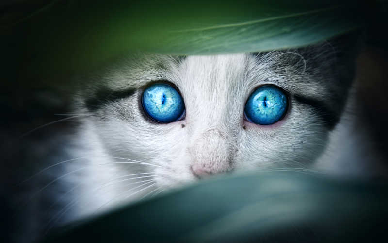 蓝眼睛猫咪