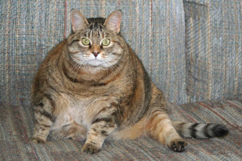 肥胖的猫咪
