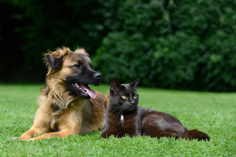 草地上的猫和狗