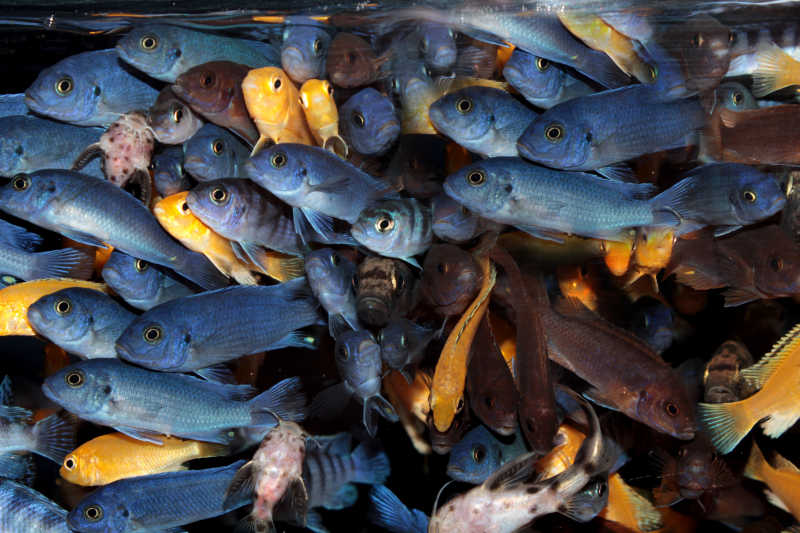 非洲慈鲷蓝色Mbuna观赏鱼