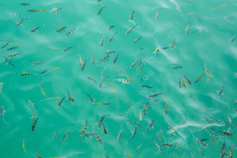 海水中的一群鱼