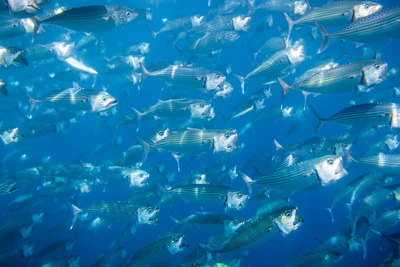 海洋中的一群鱼印度潟湖